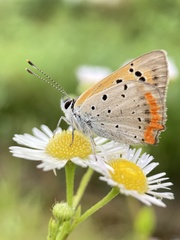 Lycaena phlaeas daimio