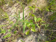 Euphorbia discoidalis
