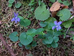 Viola sequeirae