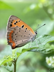 Lycaena phlaeas daimio