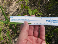 Euphorbia discoidalis