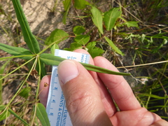Euphorbia discoidalis