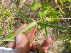 Euphorbia discoidalis