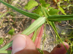 Euphorbia discoidalis