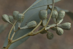 Eucalyptus leptophleba