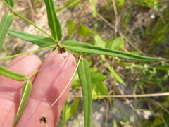 Euphorbia discoidalis
