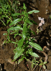 Ammannia multiflora