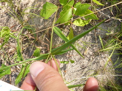 Euphorbia discoidalis