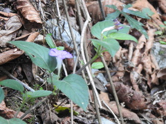 Ruellia lactea