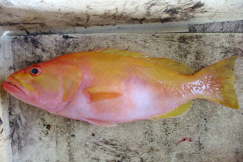 golden grouper