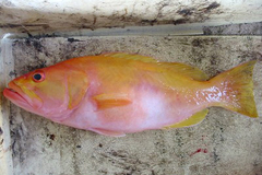 Golden Grouper photo 2
