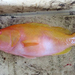 Golden Grouper - Photo (c) https://zukan.com/fish/leaf12440, some rights reserved (CC BY)
