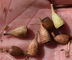 Eucalyptus leptophleba