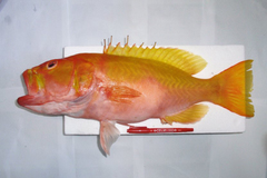 Golden Grouper photo 3