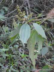 Miconia sylvatica