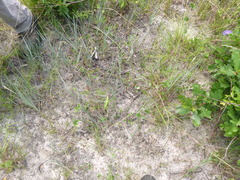 Paspalum bifidum