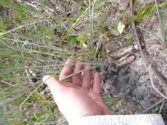 Paspalum bifidum