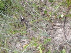 Paspalum bifidum