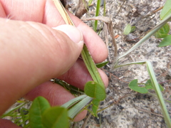 Paspalum bifidum