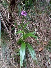Dactylorhiza foliosa