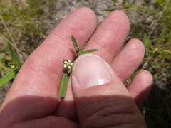 Euphorbia discoidalis