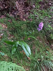 Dactylorhiza foliosa