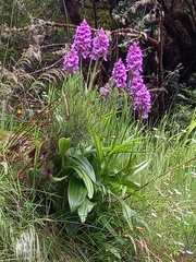 Dactylorhiza foliosa