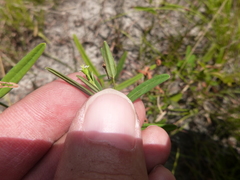 Euphorbia discoidalis