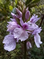 Dactylorhiza foliosa