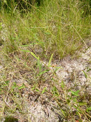 Euphorbia discoidalis