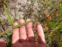 Euphorbia discoidalis