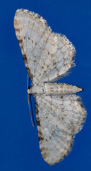 Eupithecia cretaceata