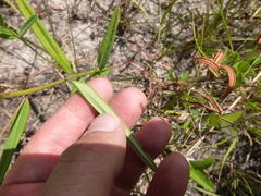 Euphorbia discoidalis