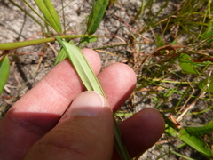 Euphorbia discoidalis