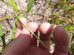 Euphorbia discoidalis