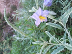 Solanum elaeagnifolium