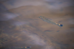 Bryconops