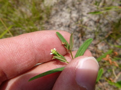 Euphorbia discoidalis