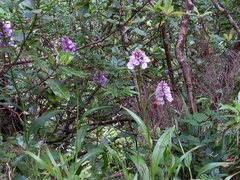 Dactylorhiza foliosa