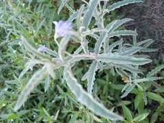 Solanum elaeagnifolium