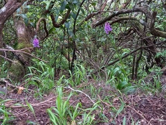 Dactylorhiza foliosa