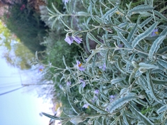Solanum elaeagnifolium