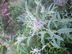 Solanum elaeagnifolium