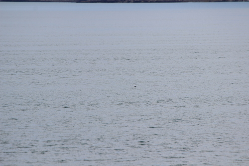 photo of Tufted Puffin (Fratercula cirrhata)