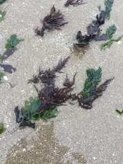 Chondracanthus chamissoi