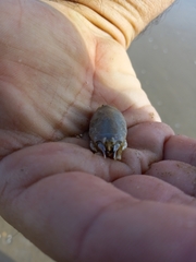 Emerita benedicti
