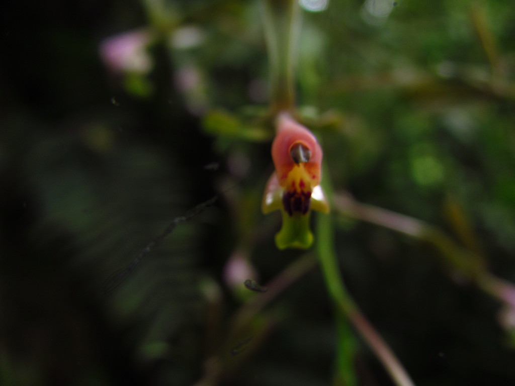 Epidendrum lopezii Hágsater 2