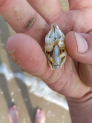 Emerita benedicti