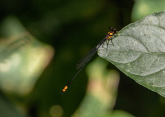 Nososticta impercepta