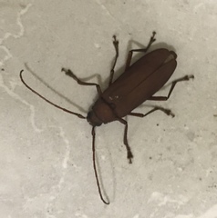 Strongylaspis corticaria